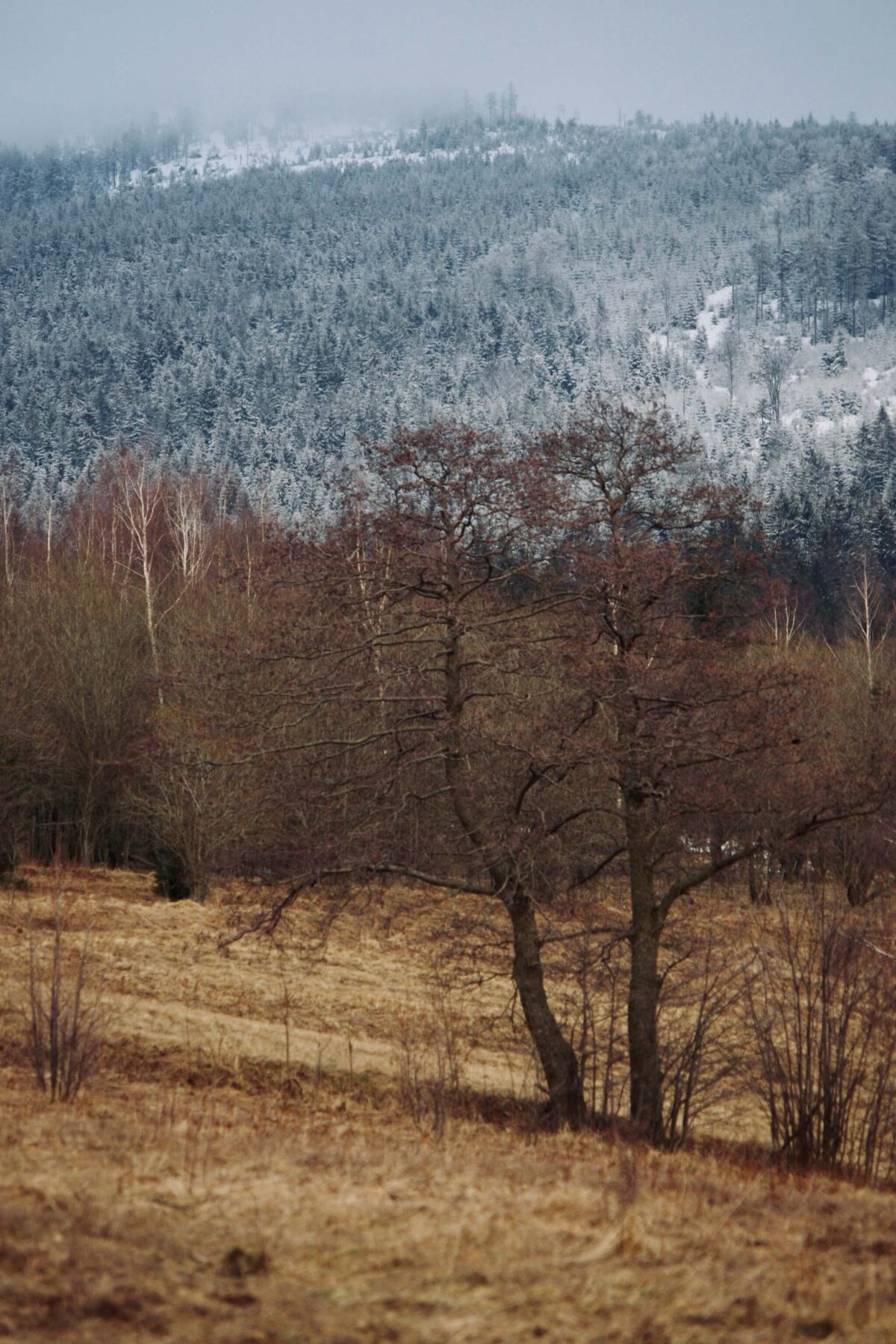 Ośnieżony las